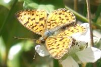 Boloria selene