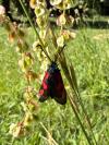 Zygaena trifolii
