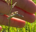 Crambus pascuella