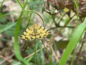 Pseudopanthera macularia