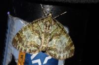 Hydriomena impluviata