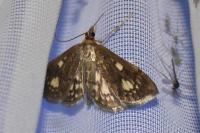 Anania stachydalis