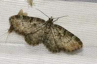 Pasiphila chloerata