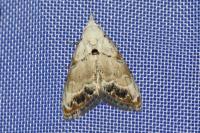 Nola infantula