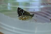 Pyrgus serratulae