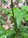 Orthosia gothica