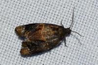 Ditula angustiorana