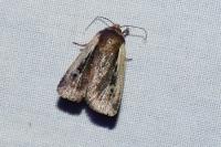 Ochropleura plecta
