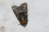 Oligia