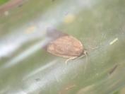 Aphelia viburnana