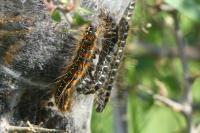 Eriogaster lanestris