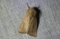 Mythimna sicula