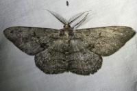 Hypomecis roboraria