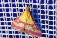 Pyrausta sanguinalis