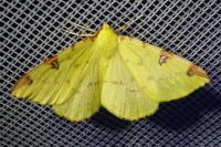Opisthograptis luteolata
