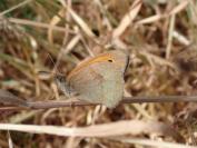 Maniola jurtina