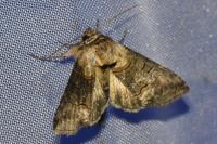 Abrostola triplasia