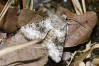Hecatera bicolorata