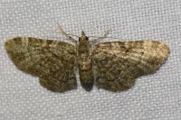 Pasiphila chloerata