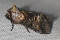 Abrostola asclepiadis