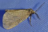 Bijugis bombycella