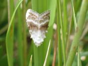 Meganola albula