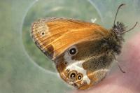 Coenonympha arcania