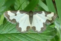 Lomaspilis marginata