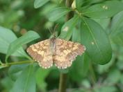 Ematurga atomaria
