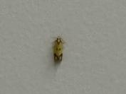 Agapeta zoegana