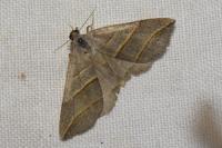Colobochyla salicalis
