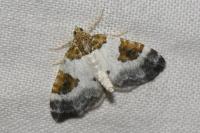 Plemyria rubiginata