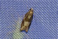 Rhopobota naevana
