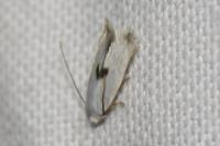 Pseudopostega auritella