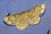Stegania cararia