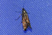 Glyphipterix thrasonella