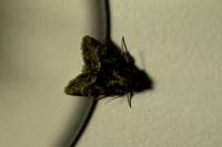 Oligia