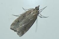 Eudonia pallida