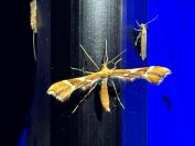 Cnaemidophorus rhododactylus