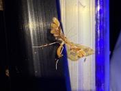 Cnaemidophorus rhododactylus