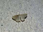 Idaea subsericeata