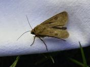 Agrotis exclamationis