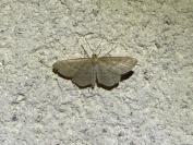 Idaea macilentaria