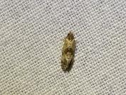 Cochylis molliculana