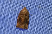Archips xylosteana