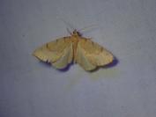 Gandaritis pyraliata