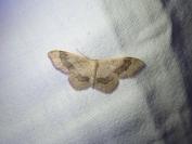 Idaea aversata