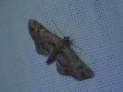 Gymnoscelis rufifasciata