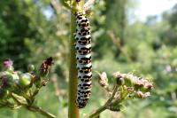 Cucullia scrophulariae