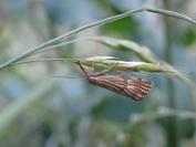 Chrysocrambus linetella